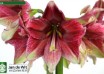 hippeastrum Tosca (2)